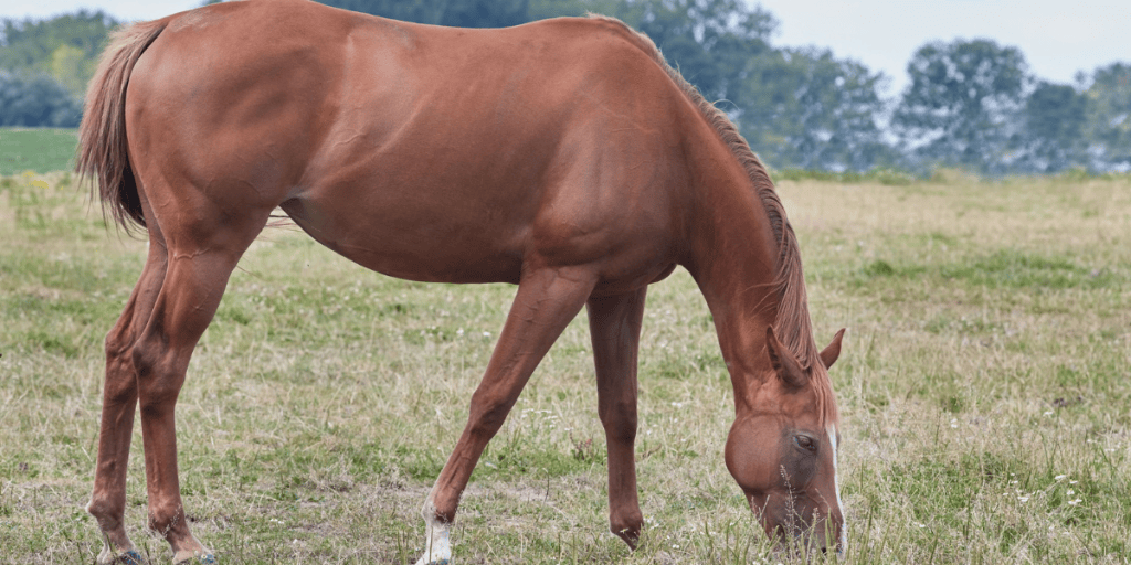 A chestnut horse grazing in a grassy field under a cloudy sky.